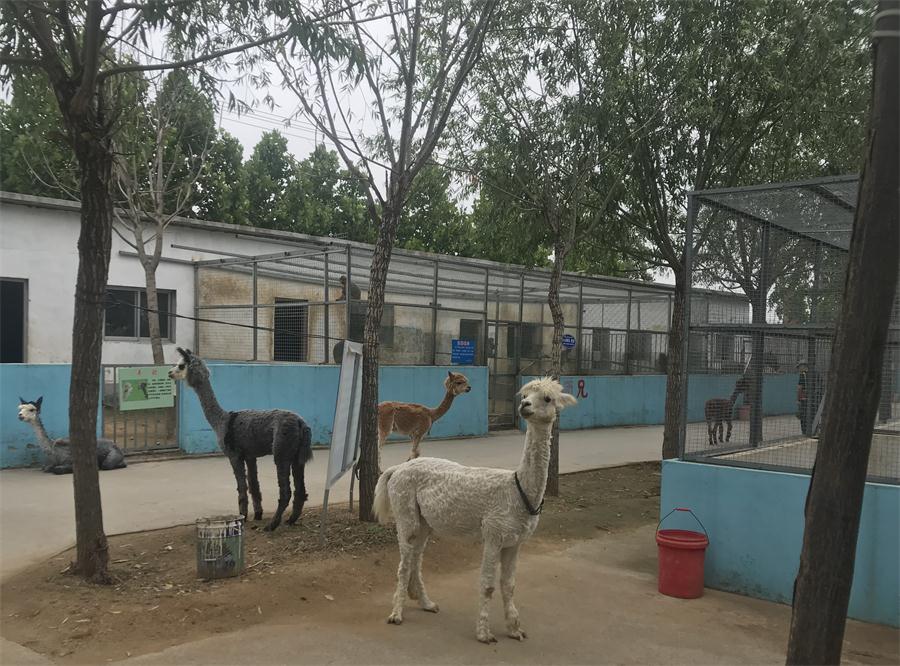 天鵝湖風(fēng)景區(qū)（泰山）速覽！(圖4)