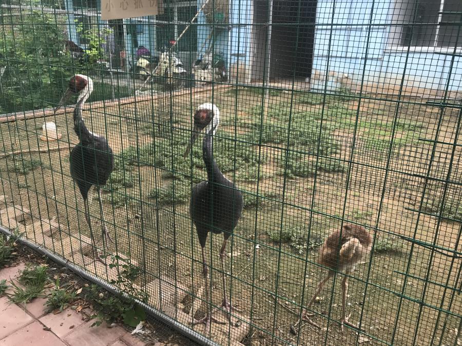 天鵝湖風(fēng)景區(qū)（泰山）速覽！(圖6)