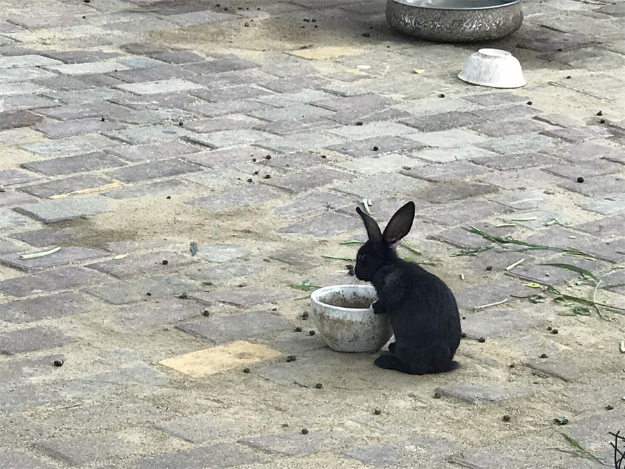 天鵝湖風(fēng)景區(qū)（泰山）速覽！(圖7)