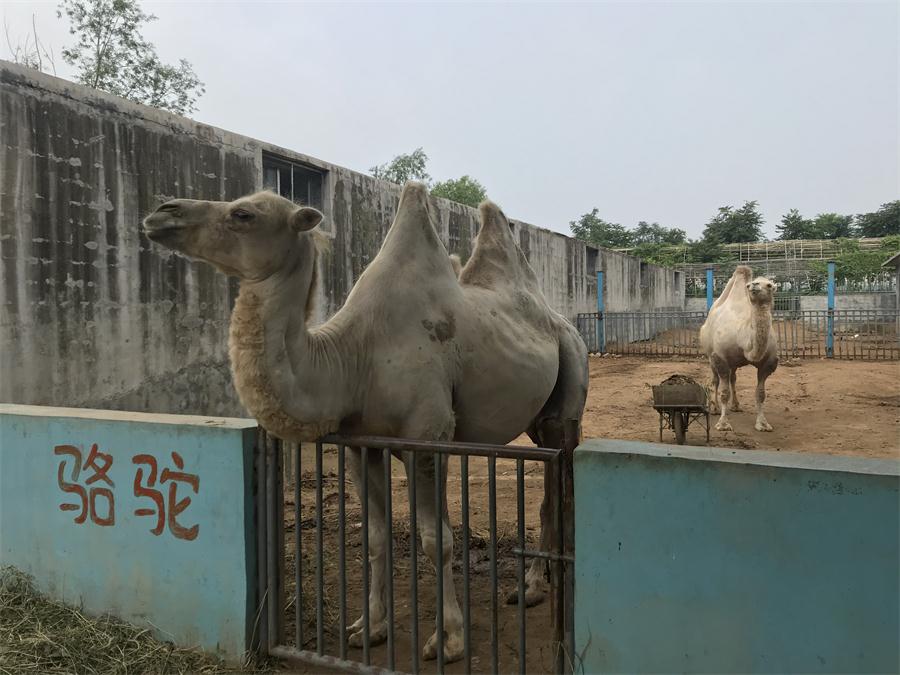 天鵝湖風(fēng)景區(qū)（泰山）速覽！(圖8)