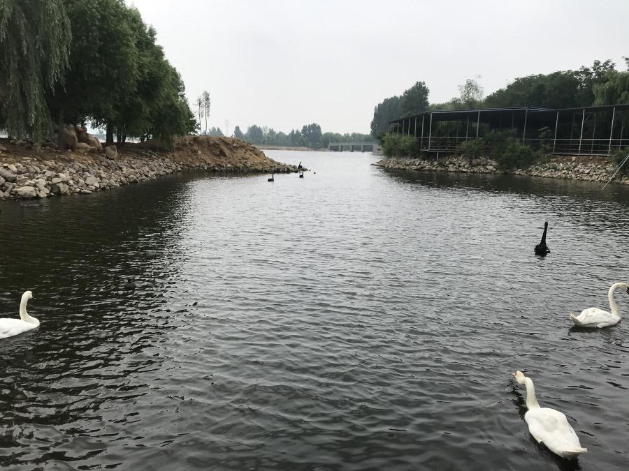 天鵝湖風(fēng)景區(qū)（泰山）速覽！(圖14)