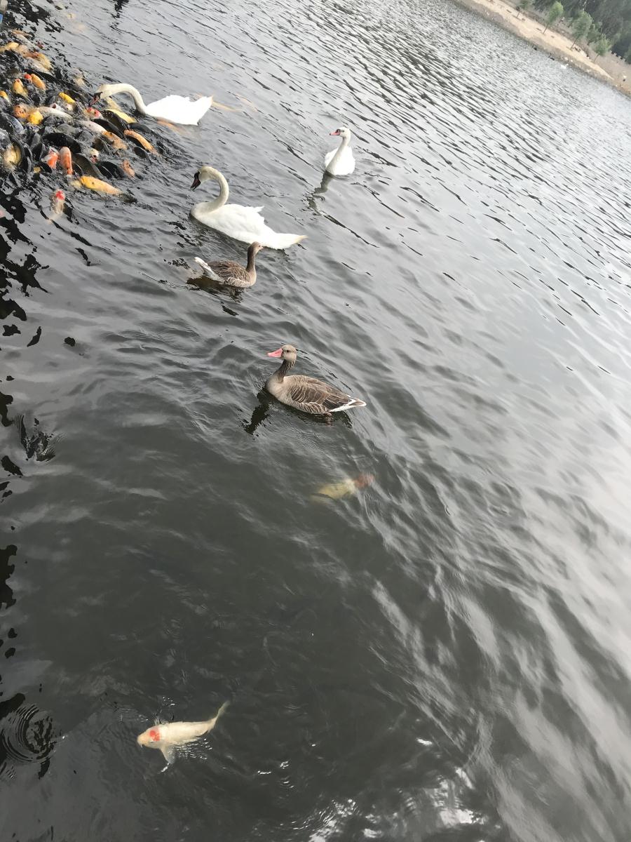 天鵝湖風(fēng)景區(qū)（泰山）速覽！(圖17)