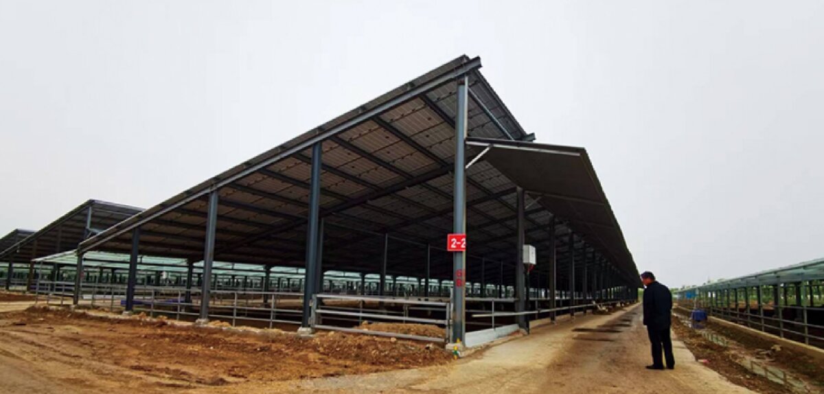 信橋鋼構：打卡蒙陰農(nóng)業(yè)溫室大棚、青州黑牛養(yǎng)殖基地！(圖5)